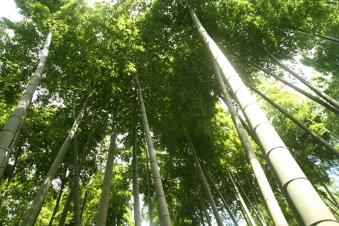 翠竹蒼蒼.JPG