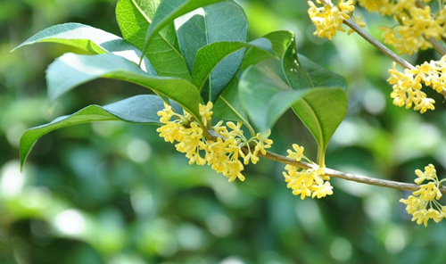 1503017675111877.png 桂花2.png